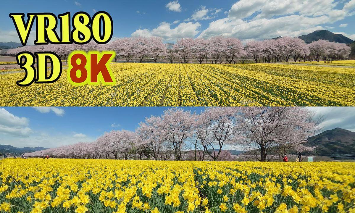 Spectacular view of cherry blossoms and daffodils at Iwai Shinsui Park in Gunnma.JAPAN