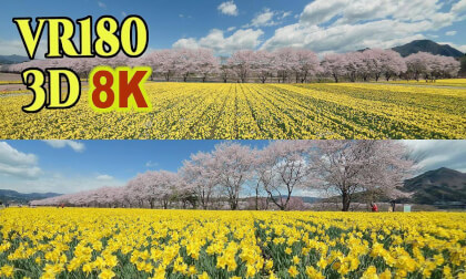 Spectacular view of cherry blossoms and daffodils at Iwai Shinsui Park in Gunnma.JAPAN VR Video Spectacular view of cherry blossoms and daffodils at Iwai Shinsui Park in Gunnma.JAPAN VR