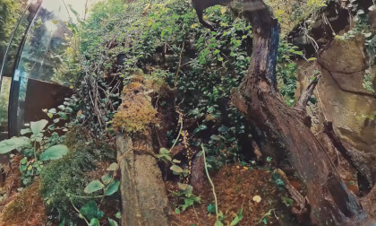 Macro 3d 360, Bug view, Opole Zoo Frog Kingdom video, tropical toads and frogs, birds and turtles tree by Shramko Andrii_1 VR Video Macro 3d 360, Bug view, Opole Zoo Frog Kingdom video, tropical toads and frogs, birds and turtles tree by Shramko Andrii_1 VR