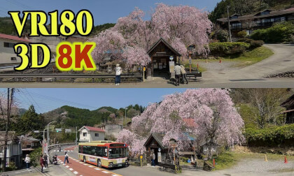Tokyo Hennbori bus stop surrounded by weeping cherry blossoms at Hinohara village VR Video Tokyo Hennbori bus stop surrounded by weeping cherry blossoms at Hinohara village VR