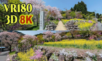 Ryusyuin temple surrounded by spring flowers in Akiruno city,Tokyo,JAPAN VR Video Ryusyuin temple surrounded by spring flowers in Akiruno city,Tokyo,JAPAN VR