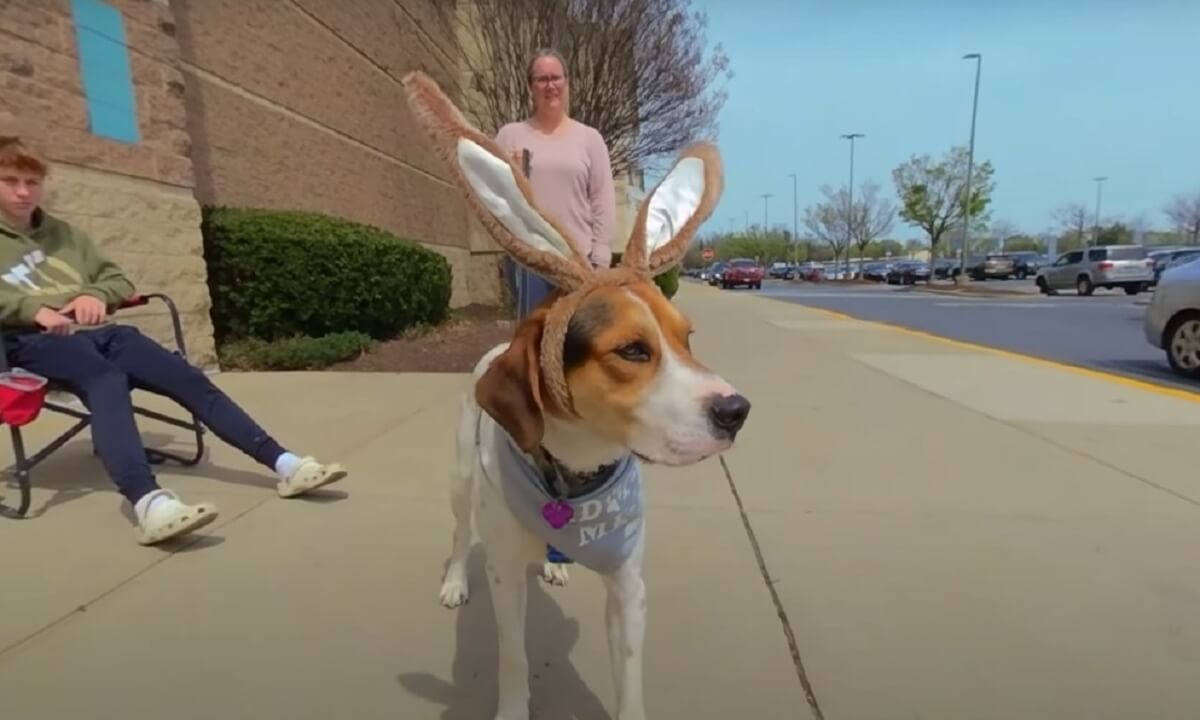 The Dogs of PAW Easter Show and Dress-Up 2023 3D 180 VR