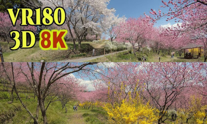 Nakanojo Gardens filled with peach blossoms and cherry blossoms in Gunma,JAPAN VR Video Nakanojo Gardens filled with peach blossoms and cherry blossoms in Gunma,JAPAN VR