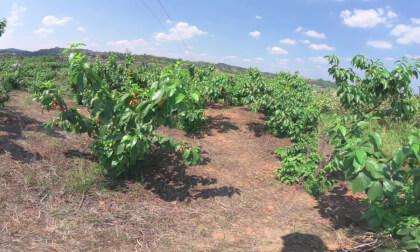 Welcome to Sichuan to pick cherries VR Video Welcome to Sichuan to pick cherries VR