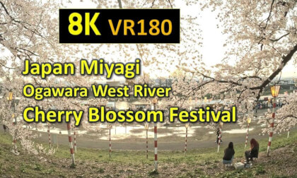 Japan Miyagi Ogawara  West River Cherry Blossom Festival VR Video Japan Miyagi Ogawara  West River Cherry Blossom Festival VR