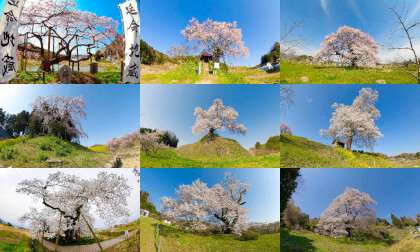 Beautiful lone cherry tree in Fukushima,Japan VR Video Beautiful lone cherry tree in Fukushima,Japan VR