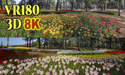 Tulip fields at Hitachi Seaside Park in Ibaraki , JAPAN VR Video Tulip fields at Hitachi Seaside Park in Ibaraki , JAPAN VR