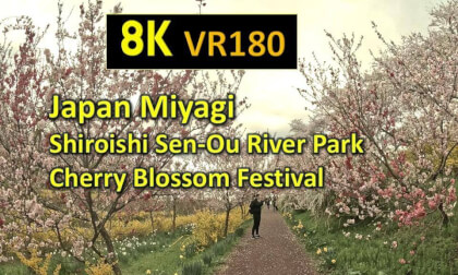 Japan Miyagi Shiroishi Sen-Ou River Park  Cherry Blossom Viewing  Festival VR Video Japan Miyagi Shiroishi Sen-Ou River Park  Cherry Blossom Viewing  Festival VR