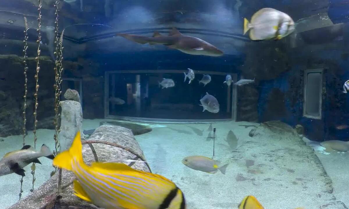 The Shark Exhibit at the Seaquarium (aquarium in the south of France)