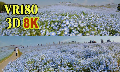 Nemophila flowers filling the vast hills at Hitachi Seaside Park in Ibaraki VR Video Nemophila flowers filling the vast hills at Hitachi Seaside Park in Ibaraki VR
