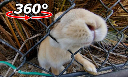 VR 360° | It approached through the gap in the wire mesh!? There was a cute rabbit through the fence! VR Video VR 360° | It approached through the gap in the wire mesh!? There was a cute rabbit through the fence! VR