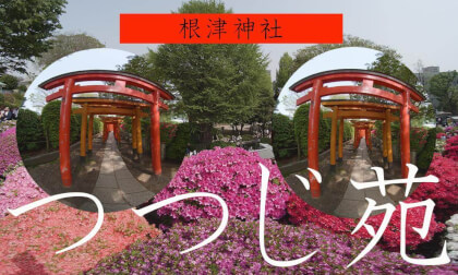Nezu Shrine"s Thousand Torii Gates and  Azalea Festival VR Video Nezu Shrine"s Thousand Torii Gates and  Azalea Festival VR