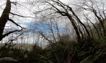 Nature ASMR Gold Bluffs Coast VR Video Nature ASMR Gold Bluffs Coast VR