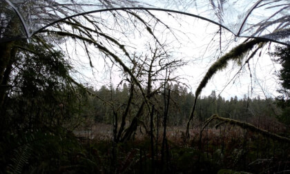 Nature ASMR Rainy view of the Smith River VR Video Nature ASMR Rainy view of the Smith River VR