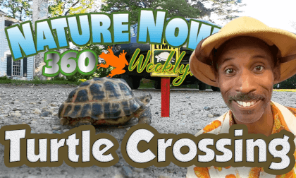 Help Turtles Cross the Roads ! - VR 360 VR Video Help Turtles Cross the Roads ! - VR 360 VR