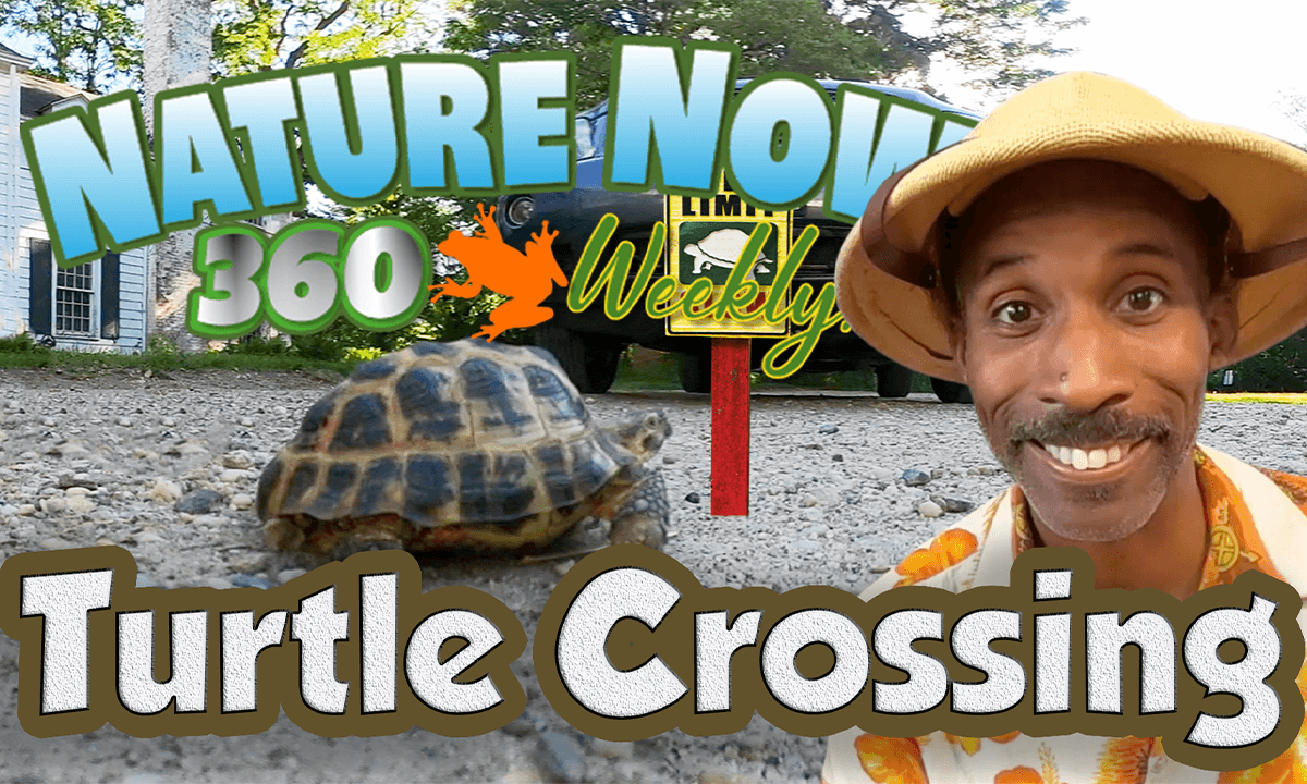 Help Turtles Cross the Roads ! - VR 360