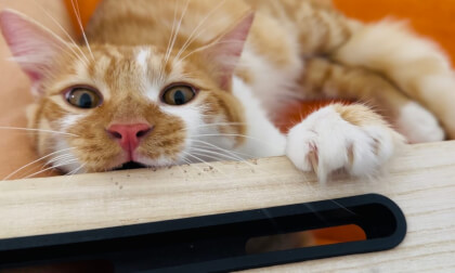 Kittens in VR Kittens in VR