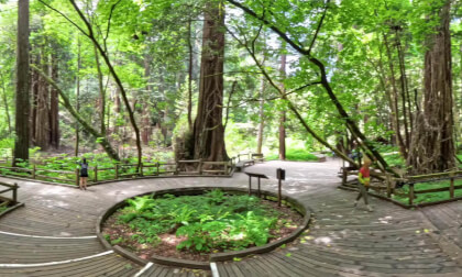 Entrance of Muir Woods 360VR 8K Topaz version VR Video Entrance of Muir Woods 360VR 8K Topaz version VR