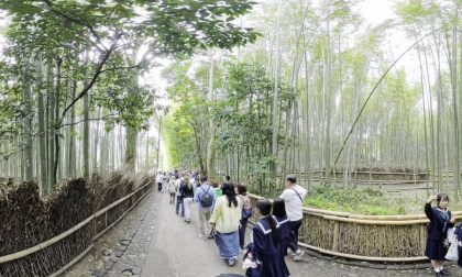Bamboo Forest 360 Video