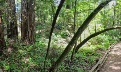 Walking under Leaning Trees Muir Woods 360VR 8K Topaz version VR Video Walking under Leaning Trees Muir Woods 360VR 8K Topaz version VR