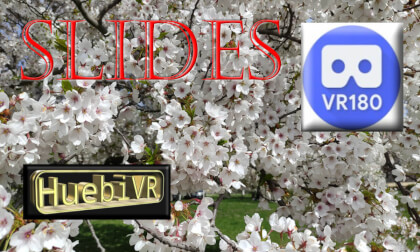 sakura slides VR Video sakura slides VR