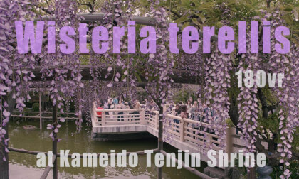 The wisteria trellises at Kameido Tenjin Shrine The wisteria trellises at Kameido Tenjin Shrine