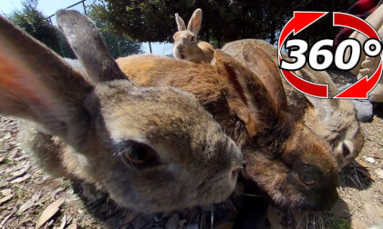 [360 Video] Rabbits gather next to the tennis court.