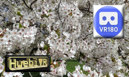 sakura VR Video sakura VR