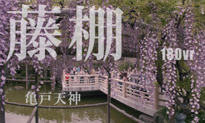 亀戸天神の藤棚 高解像度 亀戸天神の藤棚 高解像度