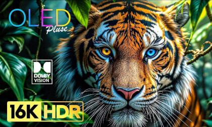 Wild life Vol.02 VR Video Wild life Vol.02 VR