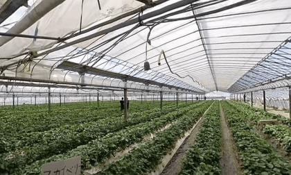 Strawberry Picking [5.7K VR180]