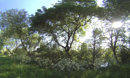 VR180 3D - 6K 50 Ips - NATURE 3D Bord de Sarthe VR Video VR180 3D - 6K 50 Ips - NATURE 3D Bord de Sarthe VR
