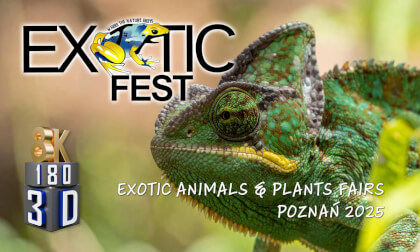 Exotic Fest - meet exotic animals in 8K 3D stereo ! ππΏπ  Exotic Fest - meet exotic animals in 8K 3D stereo ! ππΏπ
