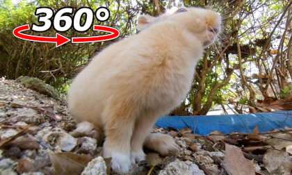 VR 360° | A baby rabbit looking up from below! Its mouth while eating is adorable. VR Video VR 360° | A baby rabbit looking up from below! Its mouth while eating is adorable. VR