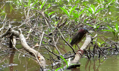 Clyde Shepherd Nature Preserve: Green Heron