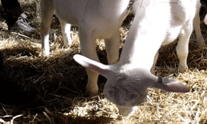Goats farmer Goats farmer