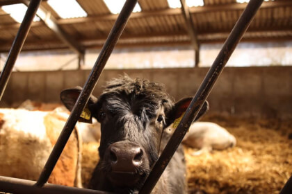 Farmer Kamperveen Netherlands VR Video Farmer Kamperveen Netherlands VR