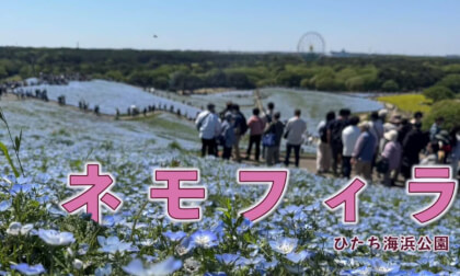 Blue sky and sky blue flowers/ Spatial Audio and Video Blue sky and sky blue flowers/ Spatial Audio and Video