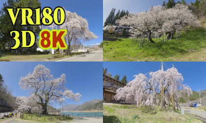 Three famous old cherry trees in Hida Takayama,Japan VR Video Three famous old cherry trees in Hida Takayama,Japan VR