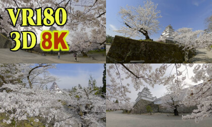 Tsurugajo Castle surrounded by cherry blossom trees in Aizu-wakamatsu city,Fukushima,Japan VR Video Tsurugajo Castle surrounded by cherry blossom trees in Aizu-wakamatsu city,Fukushima,Japan VR