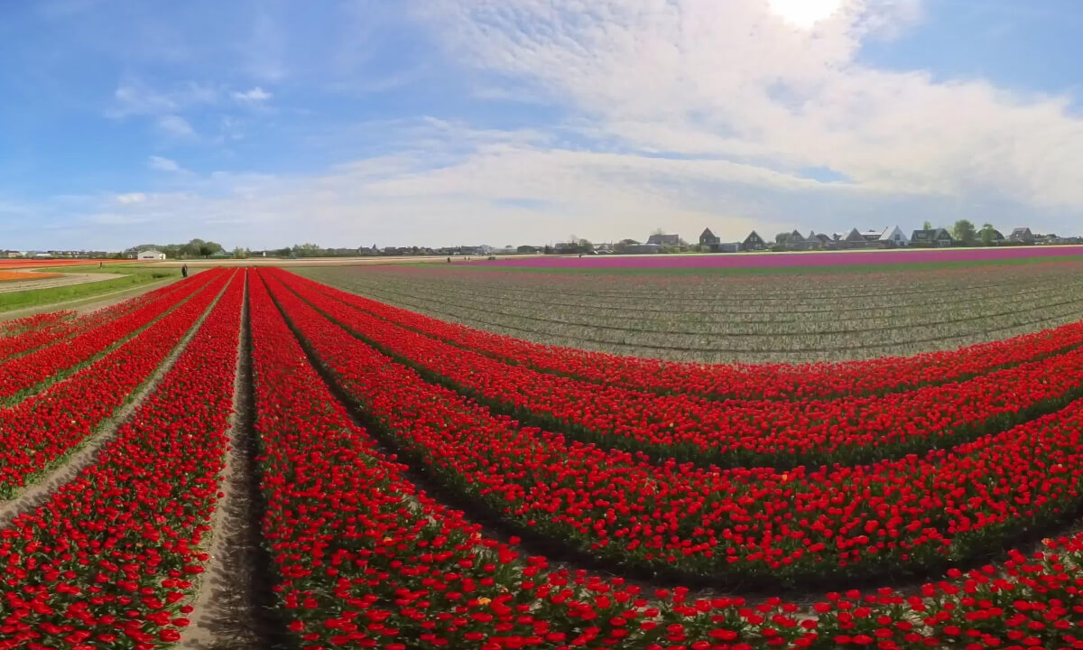 Visiting Tulip fields VR 360 The Netherlands Lisse