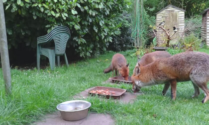 The Foxes Again