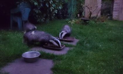 Foxes And Badgers Together PT 1
