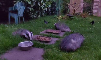 Foxes And Badgers Together Briefly PT 2 VR Video Foxes And Badgers Together Briefly PT 2 VR