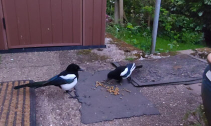 The Magpies VR Video The Magpies VR