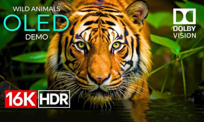 Best 3D Wildlife.02 VR Video Best 3D Wildlife.02 VR