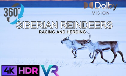 Siberian Reindeer Racing and herding  |   Stunning VR 360 Experience like Never Before VR Video Siberian Reindeer Racing and herding  |   Stunning VR 360 Experience like Never Before VR