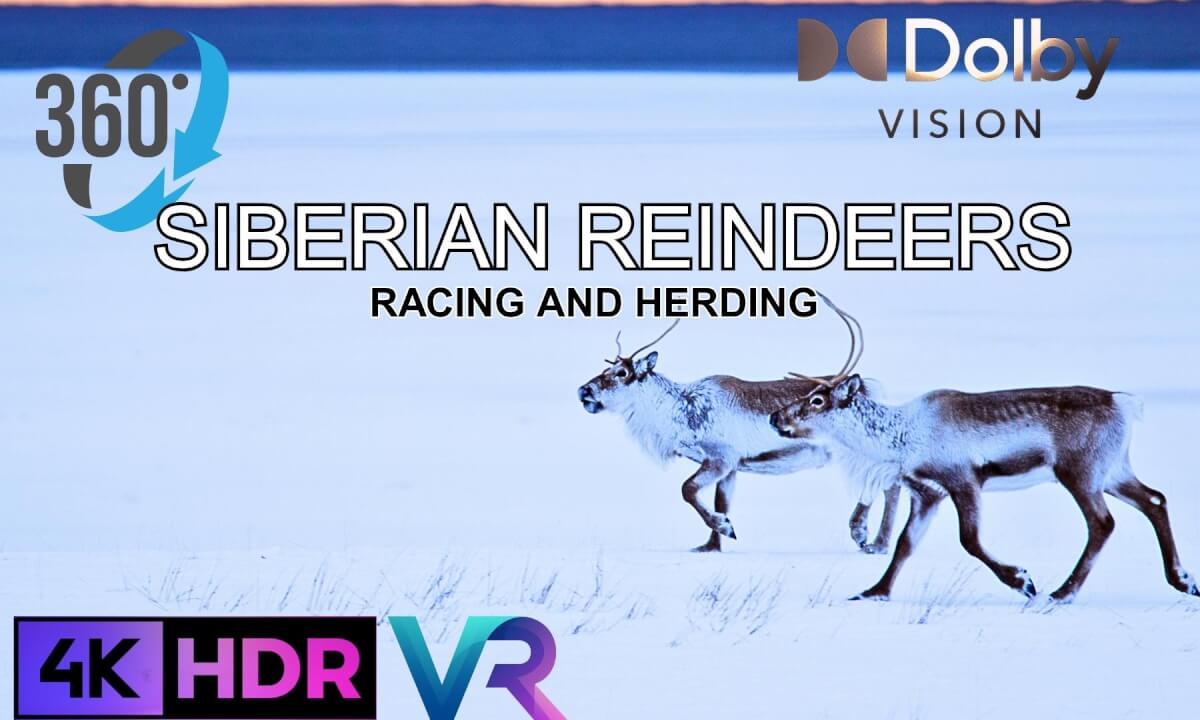 Siberian Reindeer Racing and herding | Stunning VR 360 Experience like Never Before