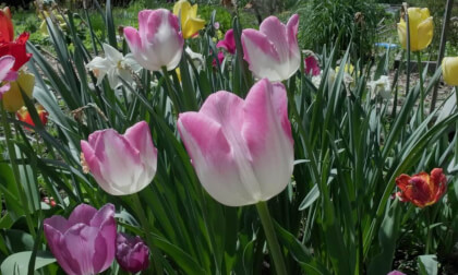 Canon R7 + RF-S 7.8mm f/4 STM Dual Lens: The Community Garden in 3D VR Video Canon R7 + RF-S 7.8mm f/4 STM Dual Lens: The Community Garden in 3D VR