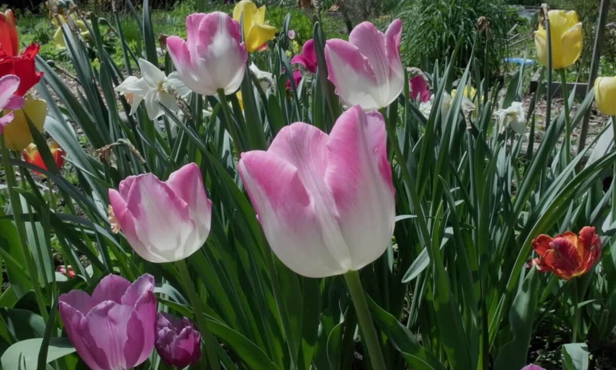 Canon R7 + RF-S 7.8mm f/4 STM Dual Lens: The Community Garden in 3D